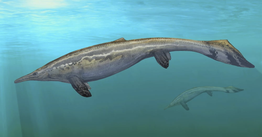 Plotosaurus bennisoni swimming in prehistoric waters Canvas Art - Sergey KrasovskiyStocktrek Images (20 x 10)