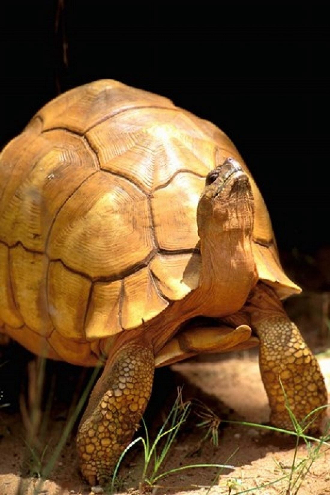 Plough-share Tortoise Ampijeroa Forest Station Madagascar Canvas Art - Pete Oxford DanitaDelimont (12 x 17)