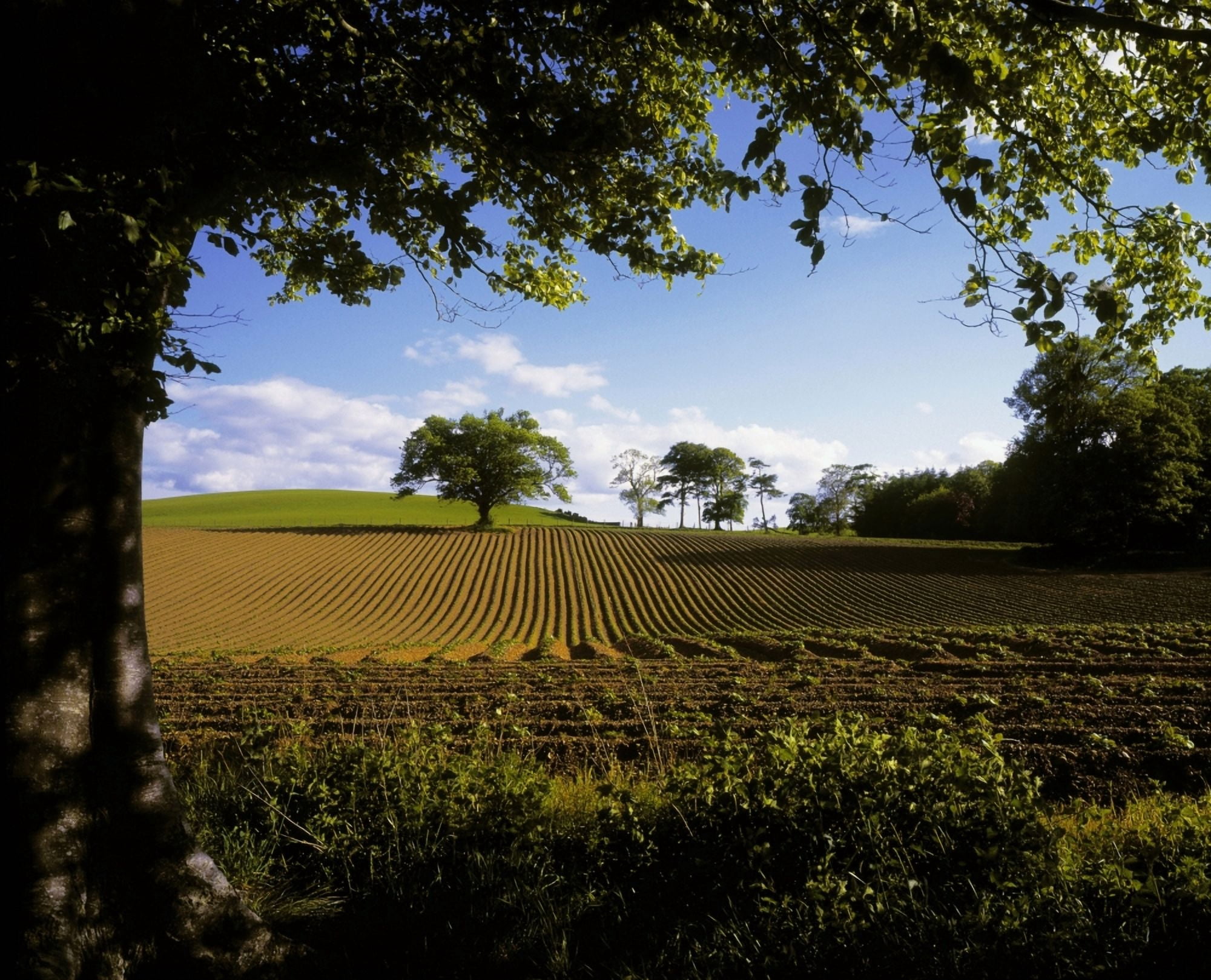 Ploughed Field Potato Field Ireland Canvas Art - The Irish Image Collection Design Pics (34 x 28)