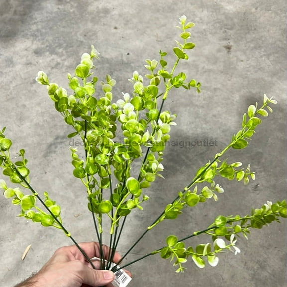 Pls Boxwood Bush X 8 Crm  57825