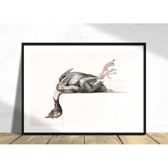 Plucked Bird Hanging Head Down Jean Bernard Poster Reproduction Vintage Bird Old Illustration Ornithology, Unframed Paper Poster 8x10in