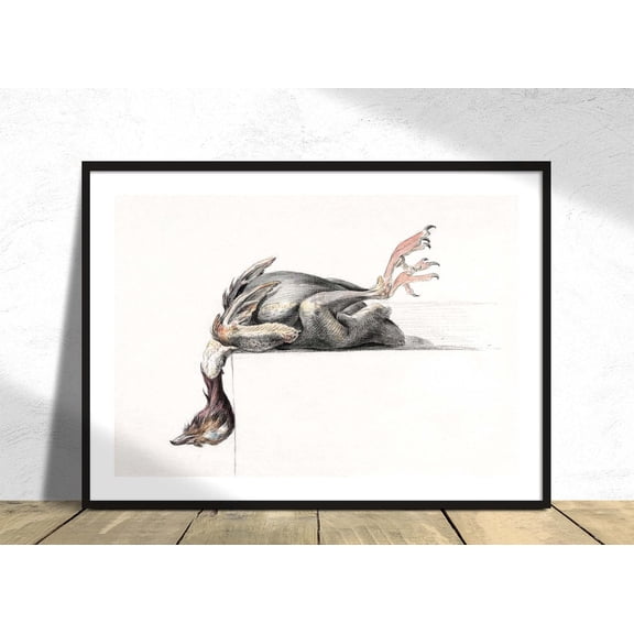 Plucked Bird Hanging Head Down Jean Bernard Reproduction Vintage Bird Old Illustration Ornithology Unframed Paper Print