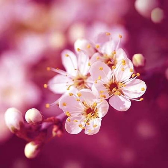 Plum Blossom Canvas Art - Ros Berryman (24 x 24)