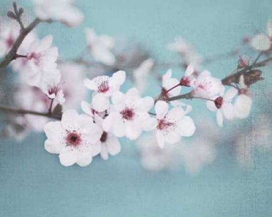 Plum Blossom Canvas Art - Shana Rae (24 x 30)