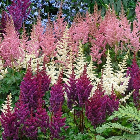Plum Bouquet Astilbe Mix Flower Roots - 8 Roots per Pack - Attracts Butterflies and Hummingbirds - Deer Resistant - Naturalizing - Perennializing