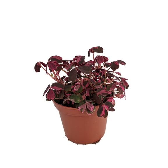 Plum Crazy Shamrock - Oxalis - 2.5" Pot - Fairy Garden Plant/House Plant/Edible