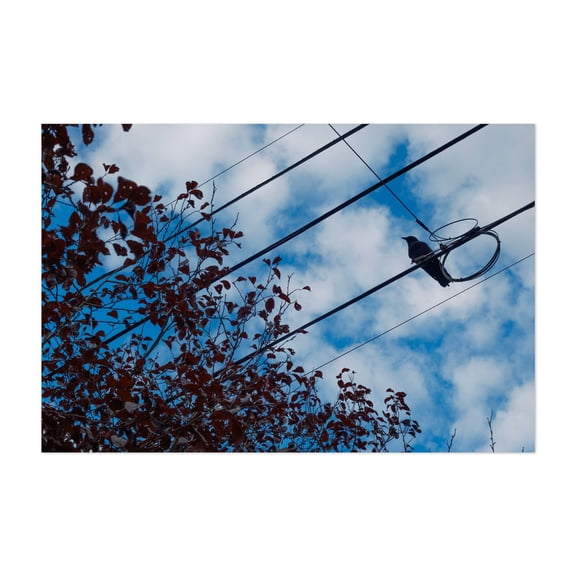 Plum Crow - Portland Oregon Photography Bird Silhouette Nature Autumn Botanical Unframed Wall Art Print 32 x 48 inches