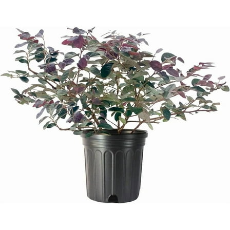 Plum Delight | 1 Large Gallon Size Plant | Loropetalum Chinense | Evergreen Shrub, Purple Foliage, Year-Round Color, Ornamental Shrub, Low Maintenance, Drought Tolerant, Fast Growing