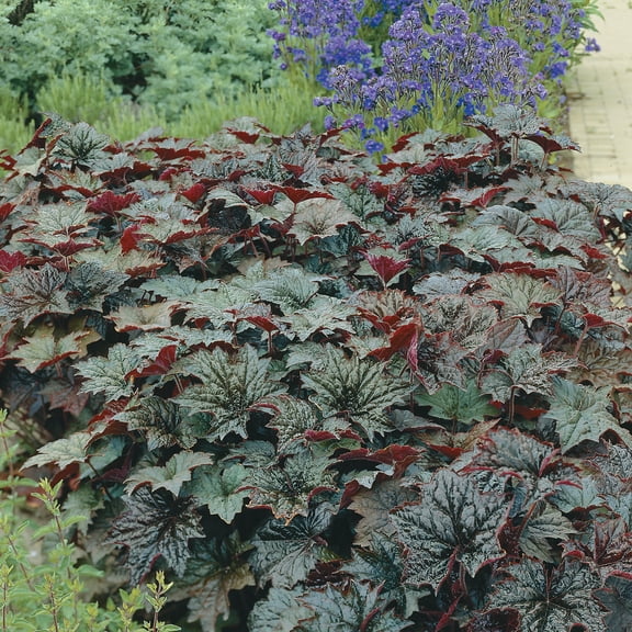 Plum Pudding Coral Bell Heuchera Dormant Bare Root Perennial Starter Plant, One Plant per Offer