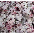 thumbnail image 1 of Plum Pudding Coral Bells - 1 Gallon Perennial, 1 of 1