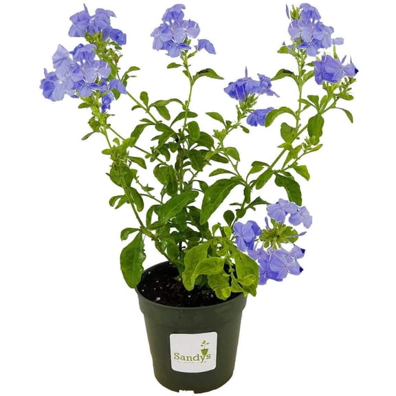 Plumbago Auriculata Perennial Shrub, Imperial Blue Flower, 4 Inch Pot, Lot of 8