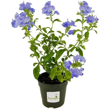 Plumbago Auriculata Perennial Shrub, Imperial Blue Flower, 4 Inch Pot
