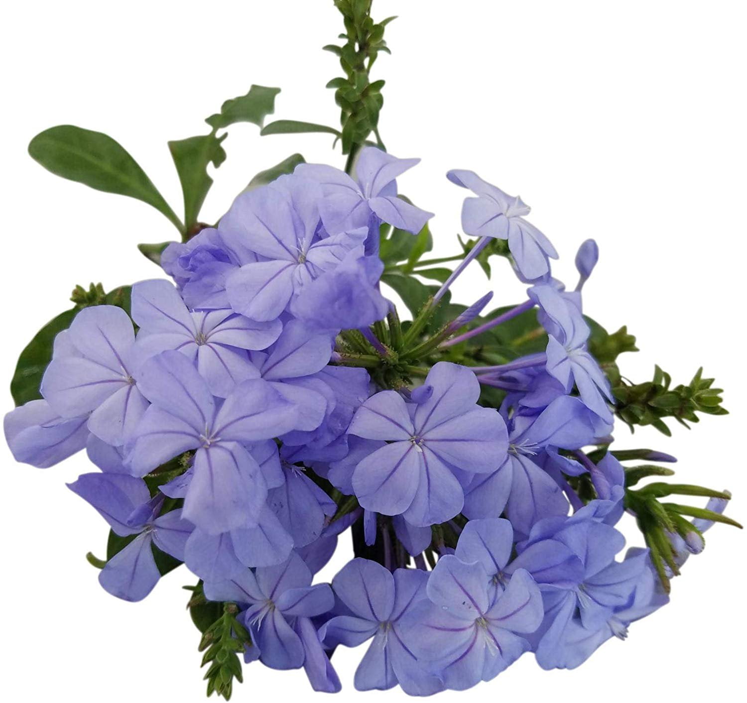 Plumbago Auriculata Perennial Shrub, Imperial Blue Flower, Lot of 12 Starter Plants