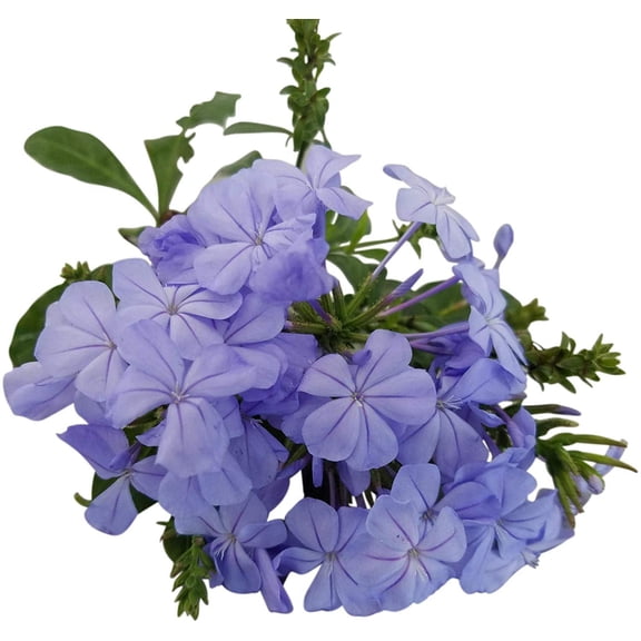 Plumbago Auriculata Perennial Shrub, Imperial Blue Flower, Lot of 6 Starter Plants
