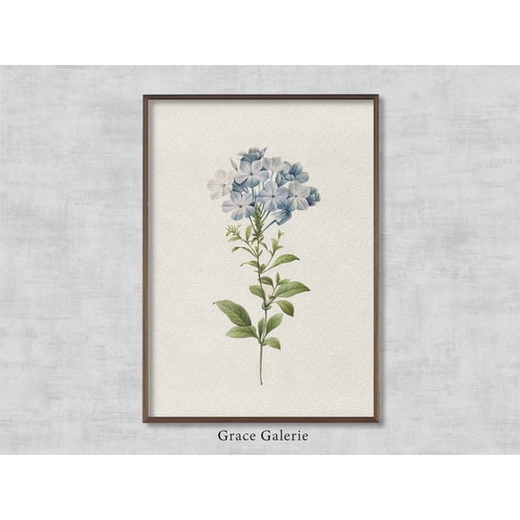 Plumbago Caerulea 1827, Vintage, Antique Wall Deco, Home Decor #2297, 24x36 UNFRAMED