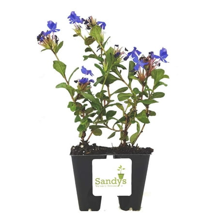 Plumbago Ceratostigma Deep Blue Flower Groundcover Starter Plant, Lot of 2