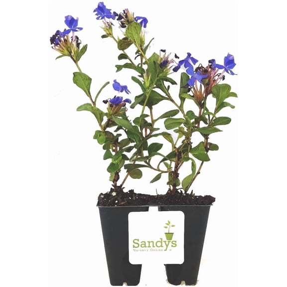 Plumbago Ceratostigma Deep Blue Flower Groundcover Starter Plant, Lot of 36