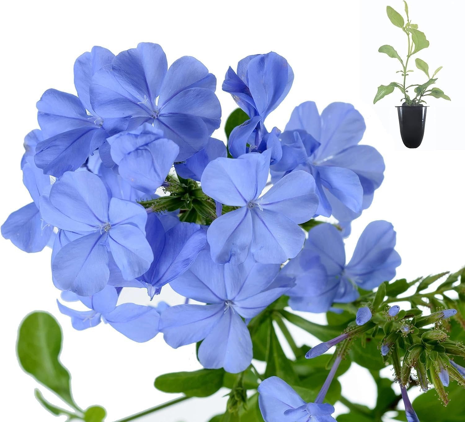 Plumbago Imperial Blue Plants  3 Live Seedlings  Plumbago Auriculata  Perfect for Bright Garden Displays  Hardy & Low Maintenance