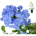 thumbnail image 1 of Plumbago Imperial Blue Plants  40 Live Seedlings  Plumbago Auriculata  Perfect for Bright Garden Displays  Hardy & Low Maintenance, 1 of 9