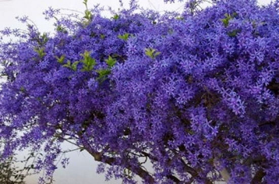 Plumbago Shrub Paul Krugers House Pretoria Gauteng South Africa Canvas Art - Lisa S Engelbrecht DanitaDelimont (18 x 12)