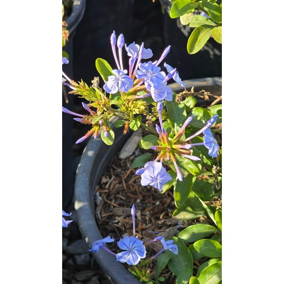 Plumbago auriculata Purple flower on 5 gallon pot - Get similar