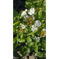 thumbnail image 1 of Plumbago auriculata White flower on 5 gallon pot - Get similar, 1 of 3
