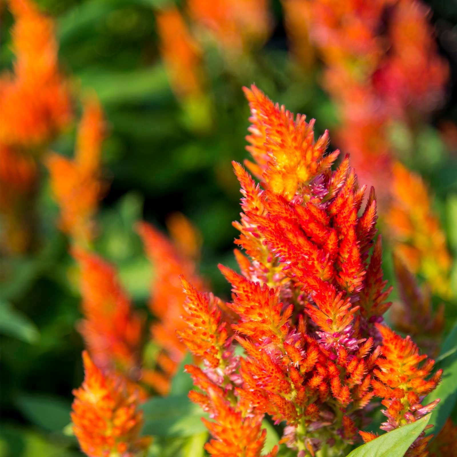 Plumed Castle Celosia Seeds - 1000 Seeds - Multi Color Mix - Annual Flower Gardening Seed - Celosia plumosa