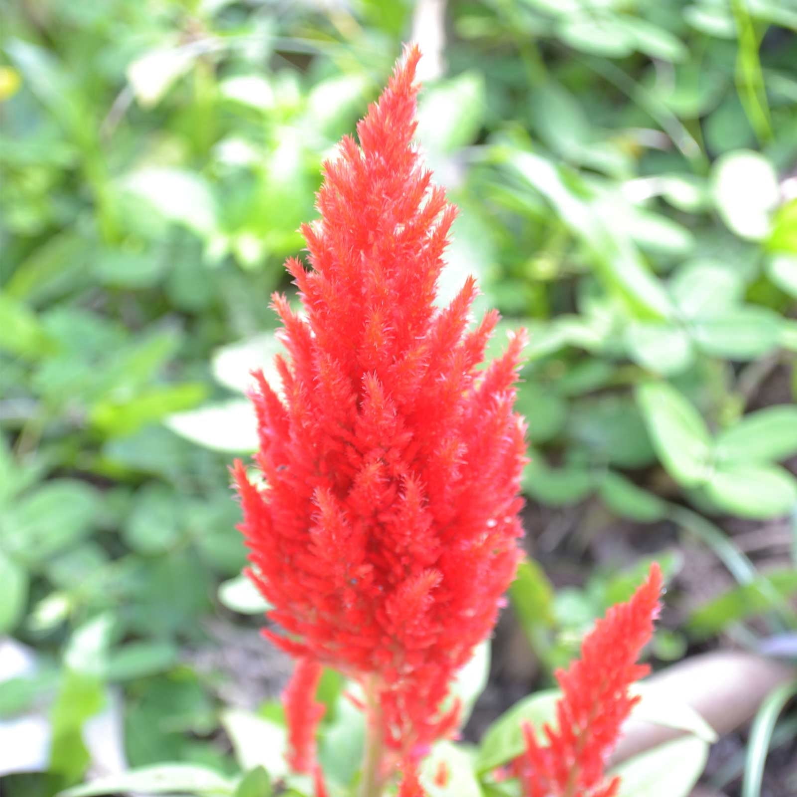 Plumed Castle Celosia Seeds - 1000 Seeds - Scarlet - Annual Flower Gardening Seeds - Celosia plumosa