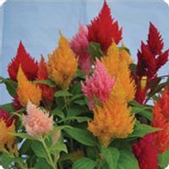 Plumed Kimono Celosia Seeds - 1000 Seeds - Multi-Color Mix - Annual Flower Garden Seed - Celosia plumosa