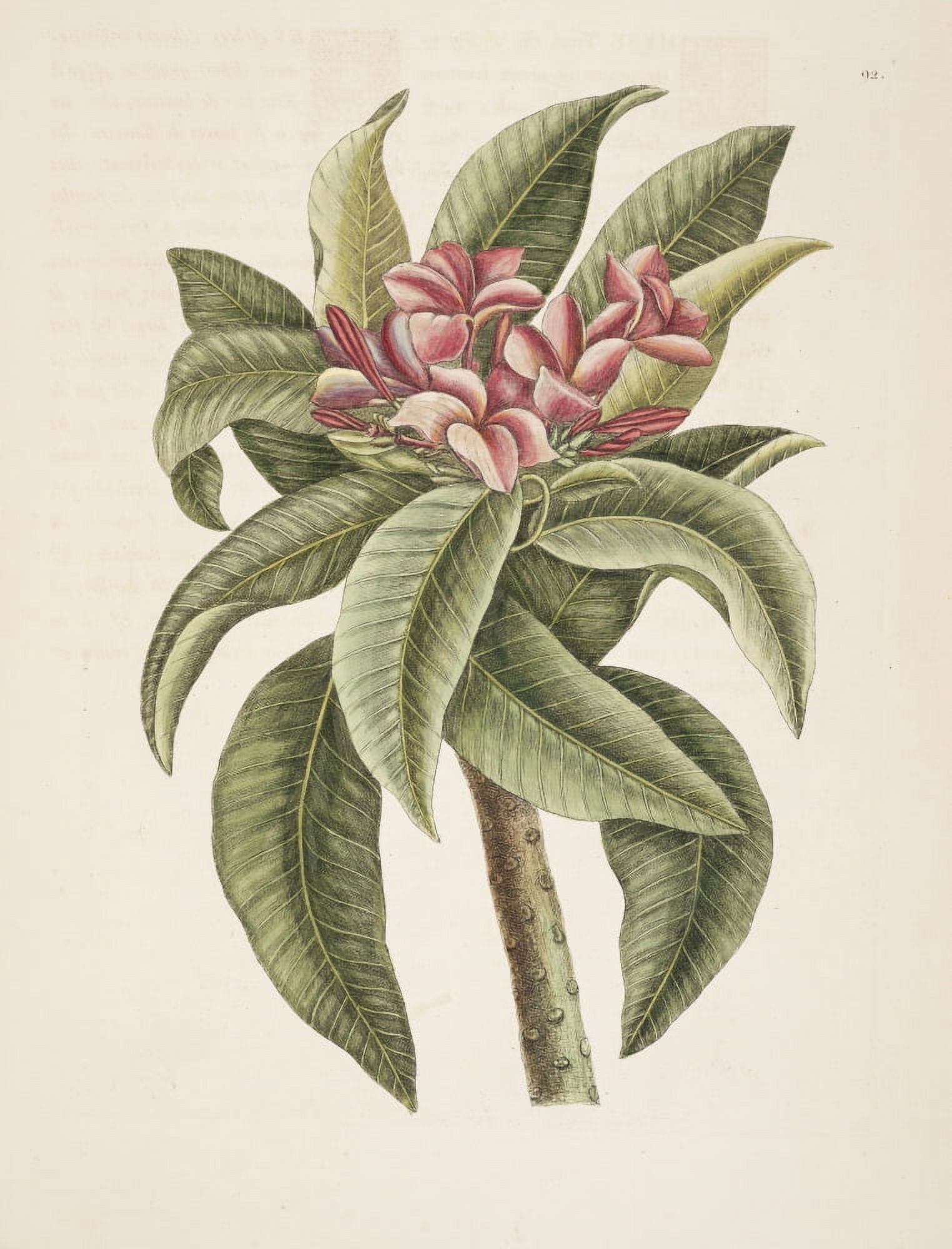 Plumeria Canvas Art - Mark Catesby (24 x 36)