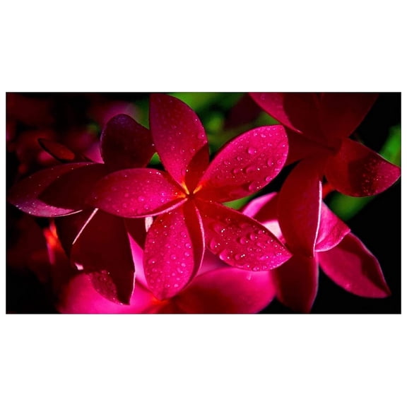 Exotic Red Plumeria Plant  11" Cuttings  (4 Count) Tropical Plant, Fragrant, Full Sun
