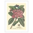 thumbnail image 1 of Plumeria - Flore Roseo Odoratissimo - Frangipani - Vintage Botanical Illustration by Georg Dionysius Ehret c.1749 - Fine Art Matte Paper Print (Unframed) 18x24in, 1 of 4