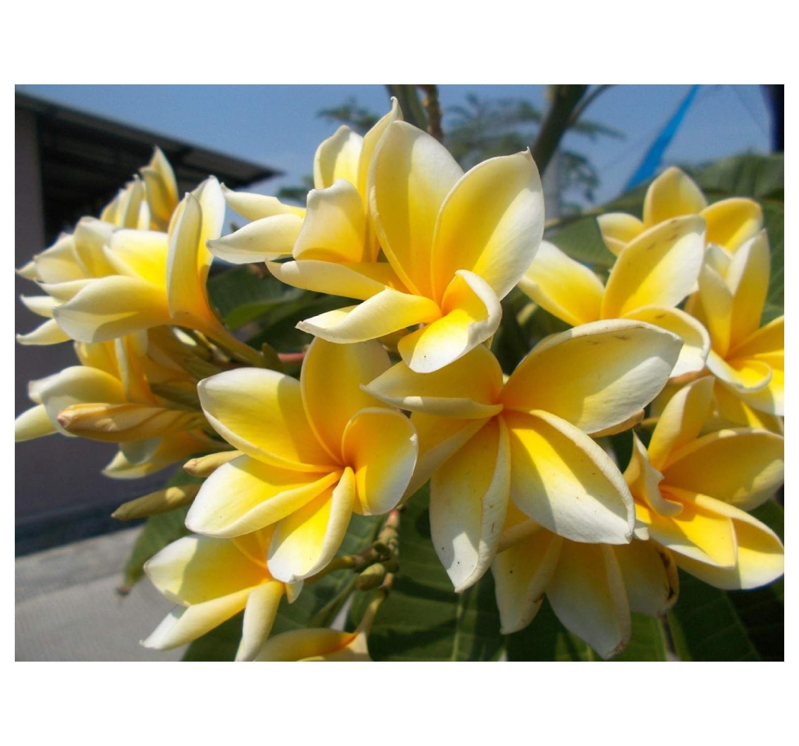 Plumeria Frangipani Live Plant Cutting Rubra Yellow 10"-12" Long, Full Sun