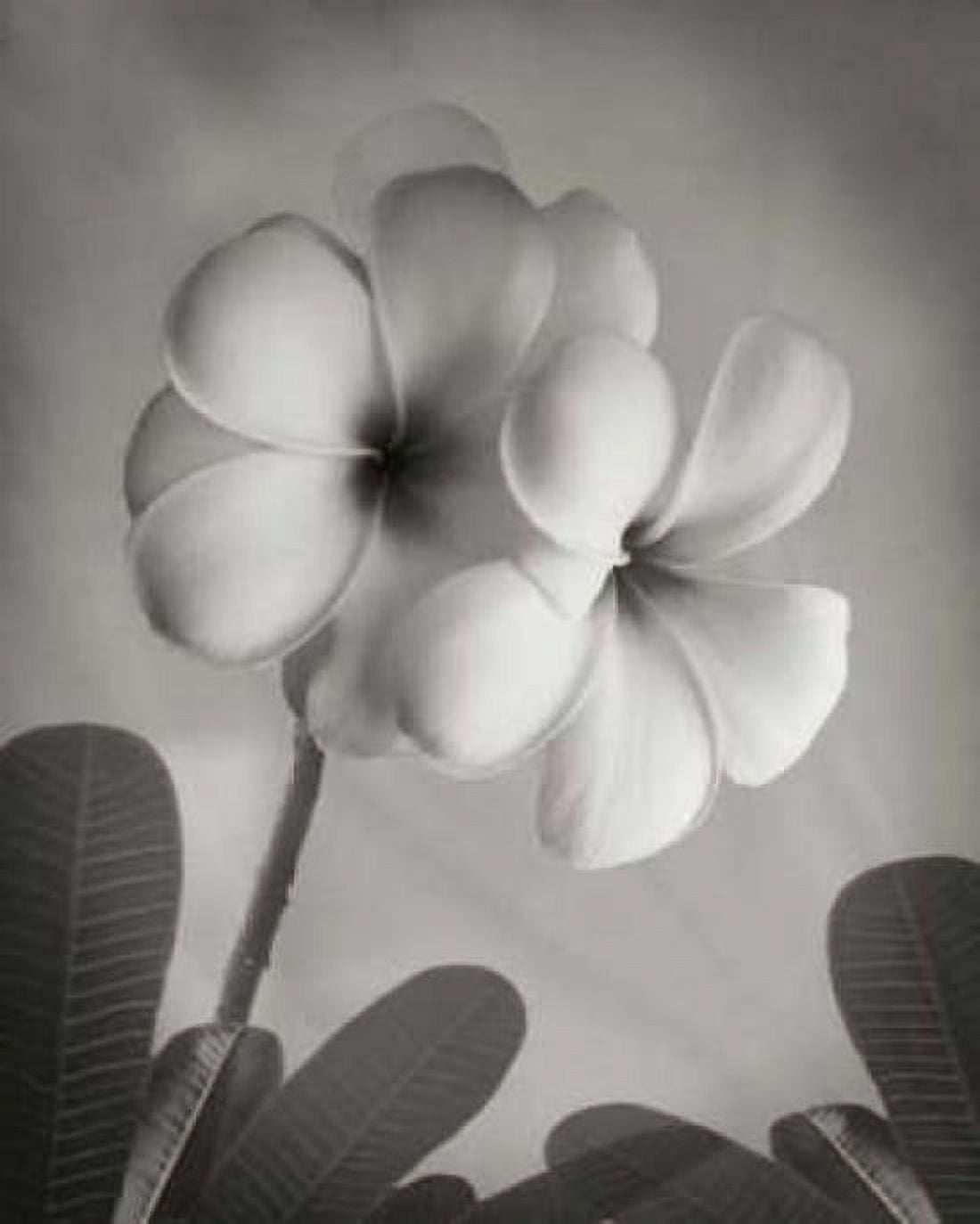 Plumeria I Canvas Art - Vitaly Geyman (24 x 30)