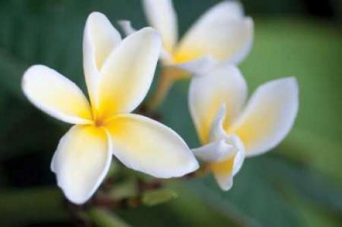 Plumeria II Canvas Art - Erin Berzel (20 x 28)
