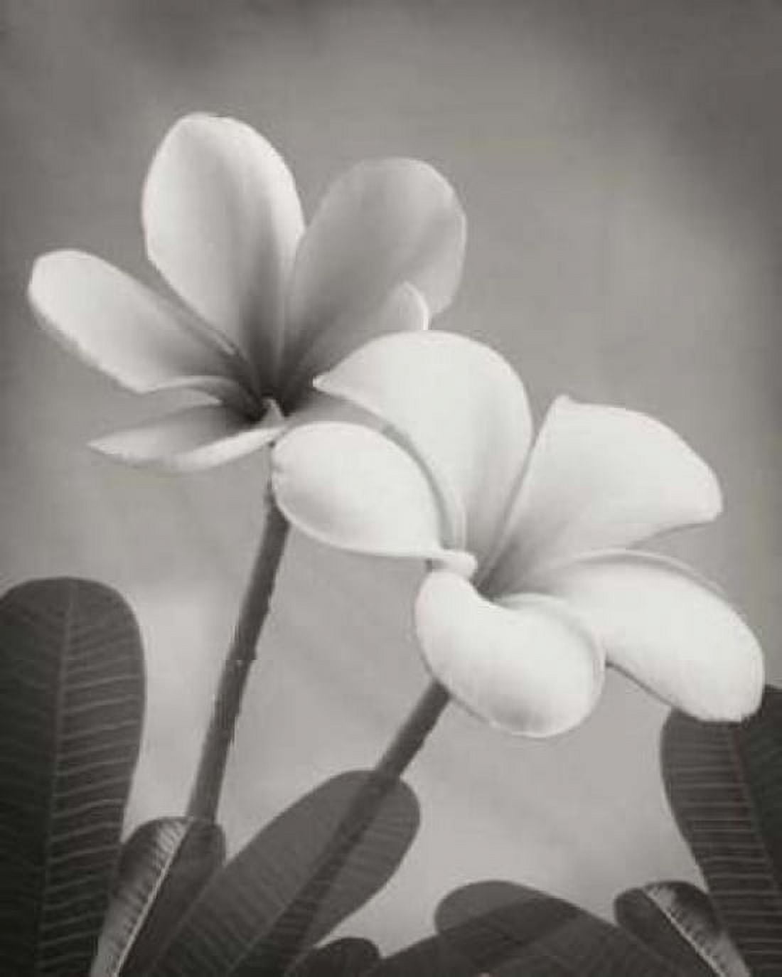 Plumeria II Canvas Art - Vitaly Geyman (24 x 30)