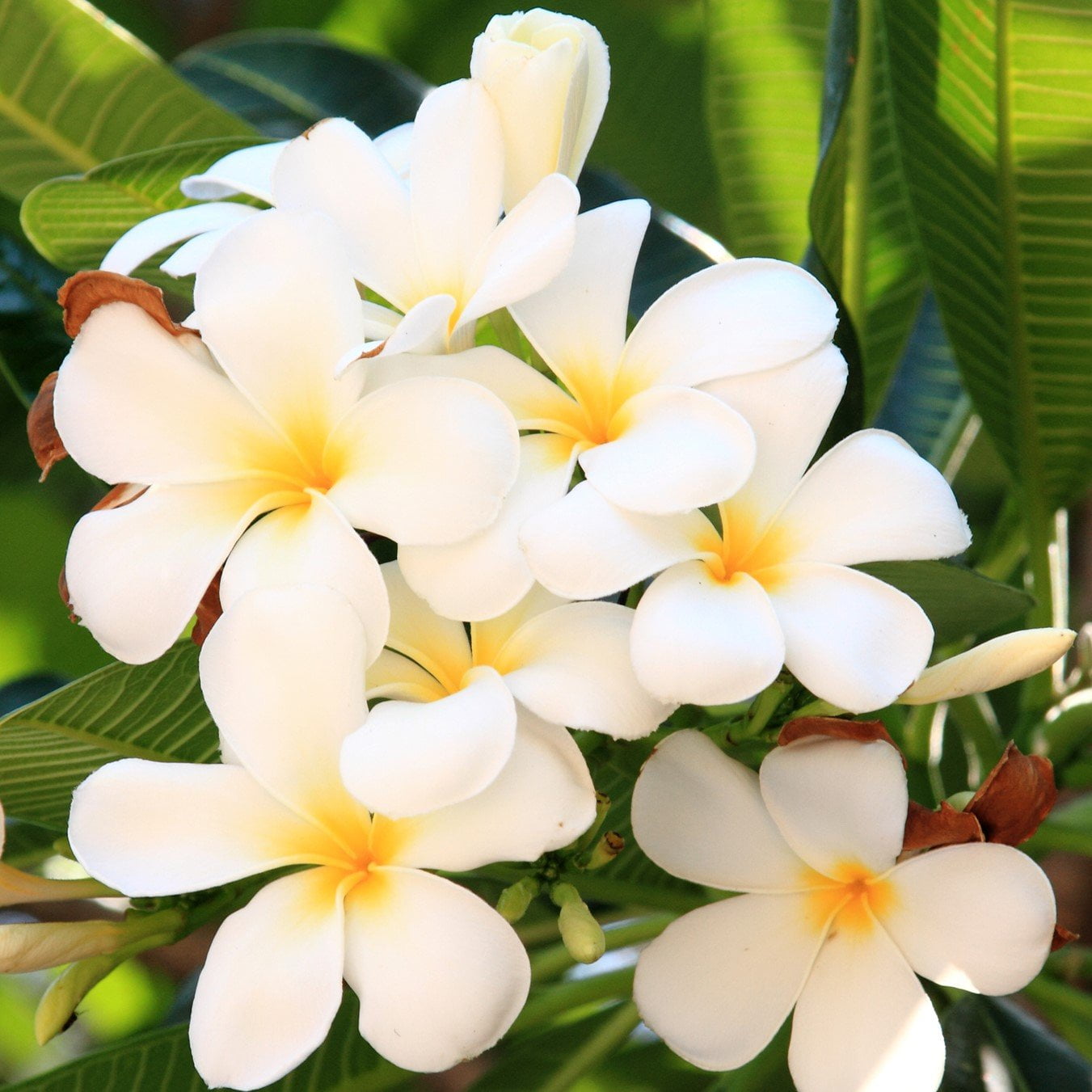 Plumeria Plant Cutting White Unrooted 1 Pk 9- 12 Jamaica | Ubuy