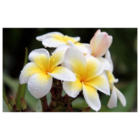 Plumeria Tree Plant Cutting White with Yellow Center 10"-12" Long Unrooted Wension
