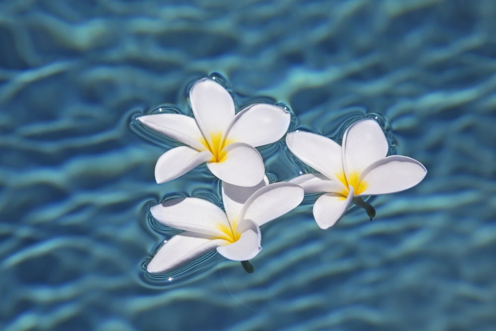 Plumeria flowers floating in clear blue water Canvas Art - Jenna Szerlag Design Pics (38 x 24)
