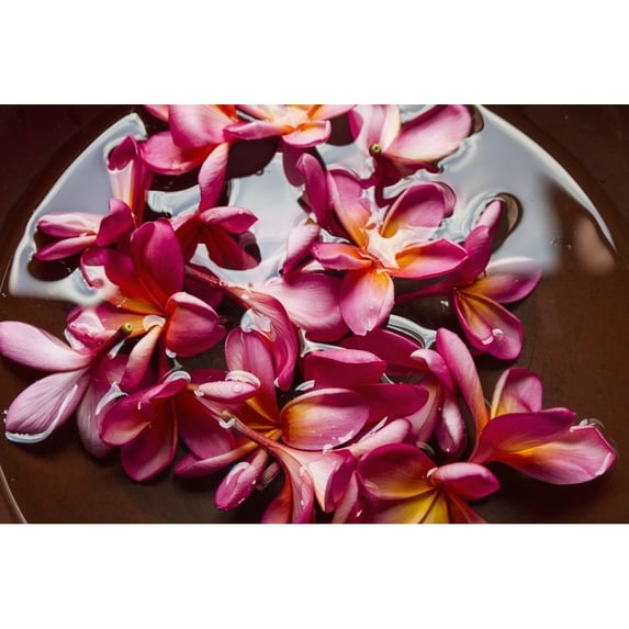 Plumerias in a bowl at Saptohoedojo Art Gallery Yogyakarta Java Island Indonesia Poster Print