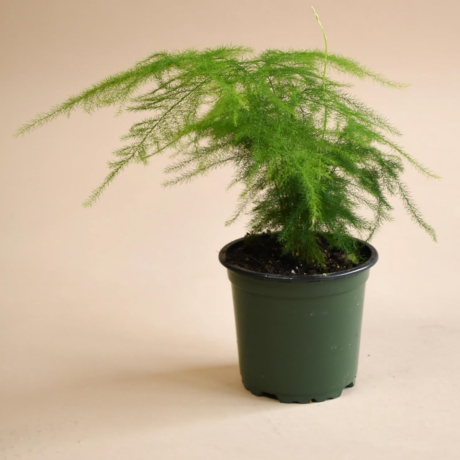 Plumosa Fern - Live Plant in a 6 Inch Grower's Pot - Asparagus Setaceus ...