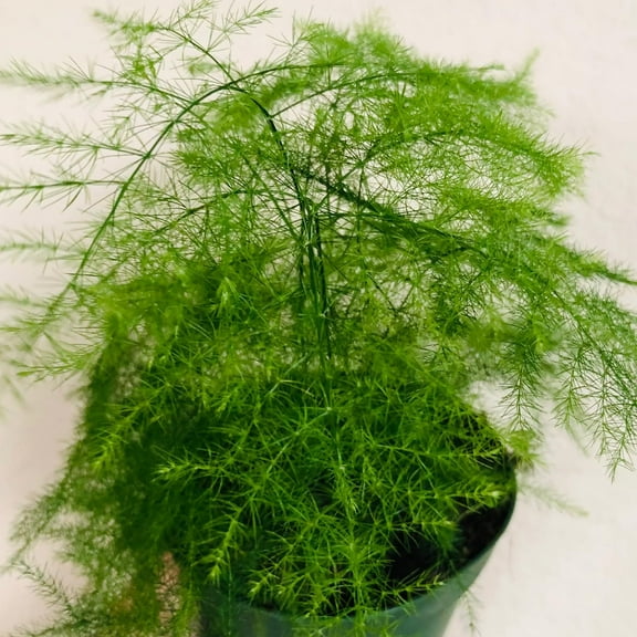 Plumosa Fern - Live Starter Plant in a 4 Inch Grower's Pot - Asparagus Setaceus - Exotic Lacy Textured Foliage for Your Garden