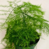Plumosa Fern - Live Starter Plant in a 4 Inch Grower's Pot - Asparagus Setaceus - Exotic Lacy Textured Foliage for Your Garden