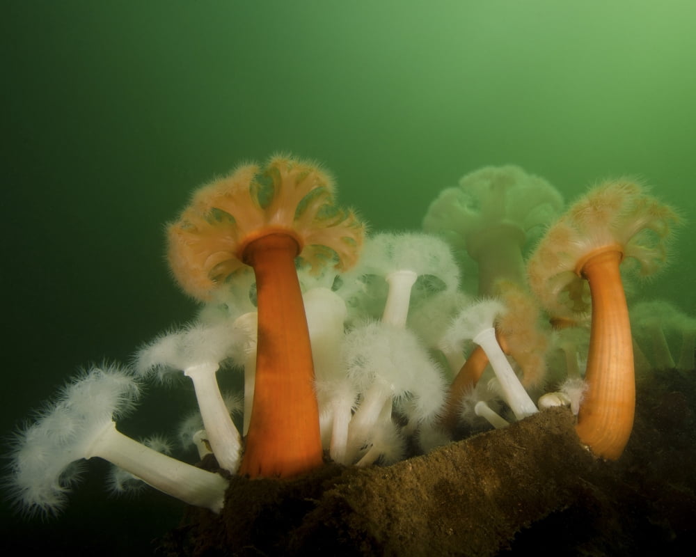 Plumose anemone in Puget Sound in Seattle Canvas Art - Brent BarnesStocktrek Images (32 x 25)