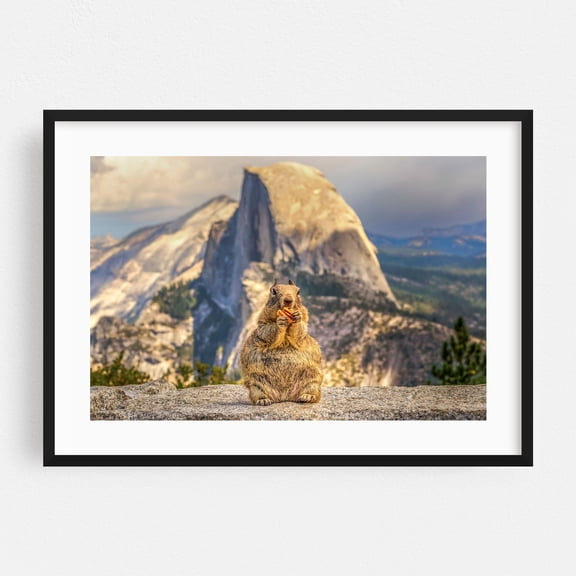 Plump - California Photography Nature Mountain Humor Scenic Wildlife Landscape Travel Poster Black Framed Wall Art Print 5 x 7 inches