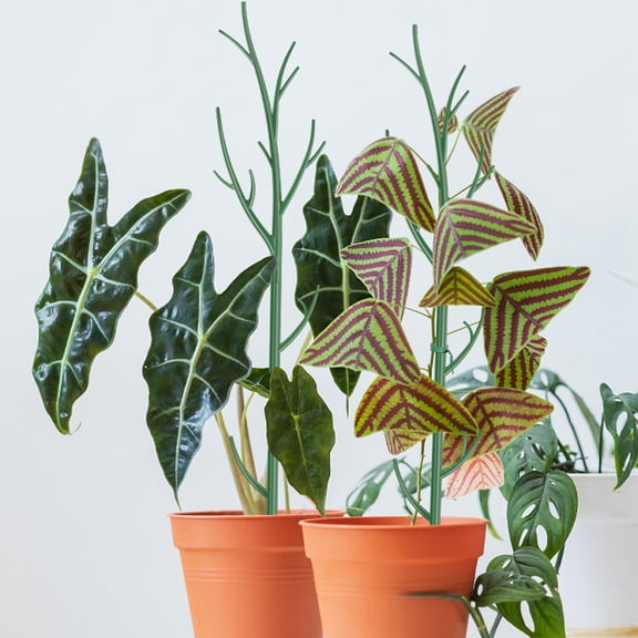 Pluokvzr 8pcs Climbing Stakes Adjustable Climbing Support Stakes Elegant Monstera Support Stakes Easy to Install Support Structures Support Stakes for Greenery Gardening