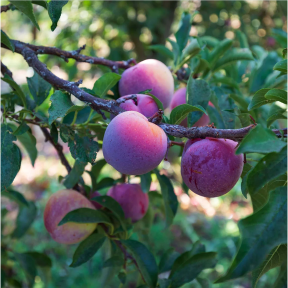 Pluot Flavorking Apricot Root for Planting, 6 to 12 Inch Tall, Sweet Apricot Grafted Starter Plant, Fruit Tree Plant in Home Garden