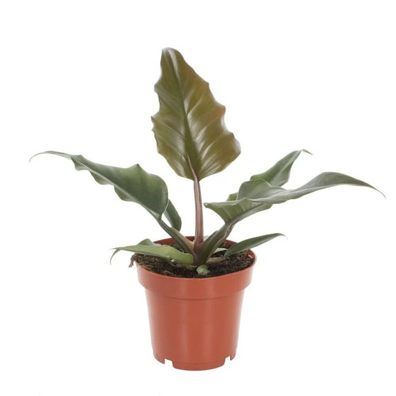 Pluto Philodendron - Live Plant in a 4 Inch Pot - Philodendron Erubescens - Extremely Rare and Beautiful Indoor Houseplant - A Rare Tropical Masterpiece