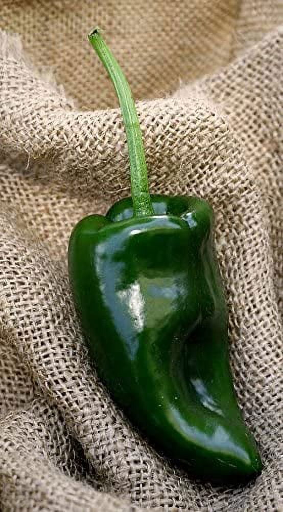 Sherwood's Seeds Poblano Ancho Chile Pepper Seeds, Heirloom Premium