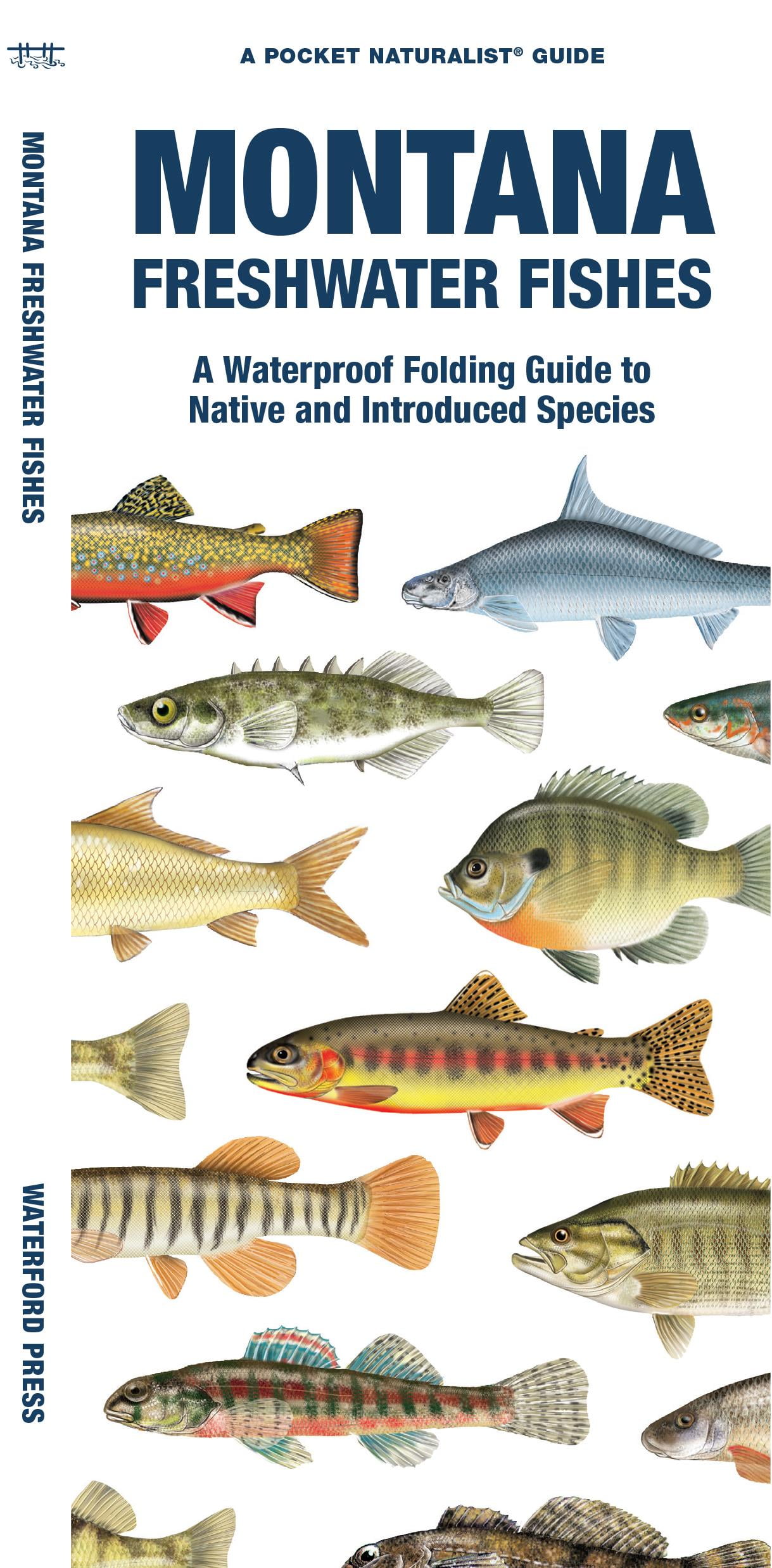 Pocket Naturalist Guide: Montana Freshwater Fishes : A Waterproof Folding  Guide to Native and Introduced Species (Other)